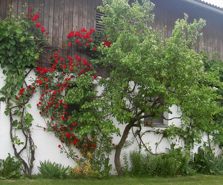 Goelsenhof - Fam. Buechinger Villa Wald  Exteriör bild