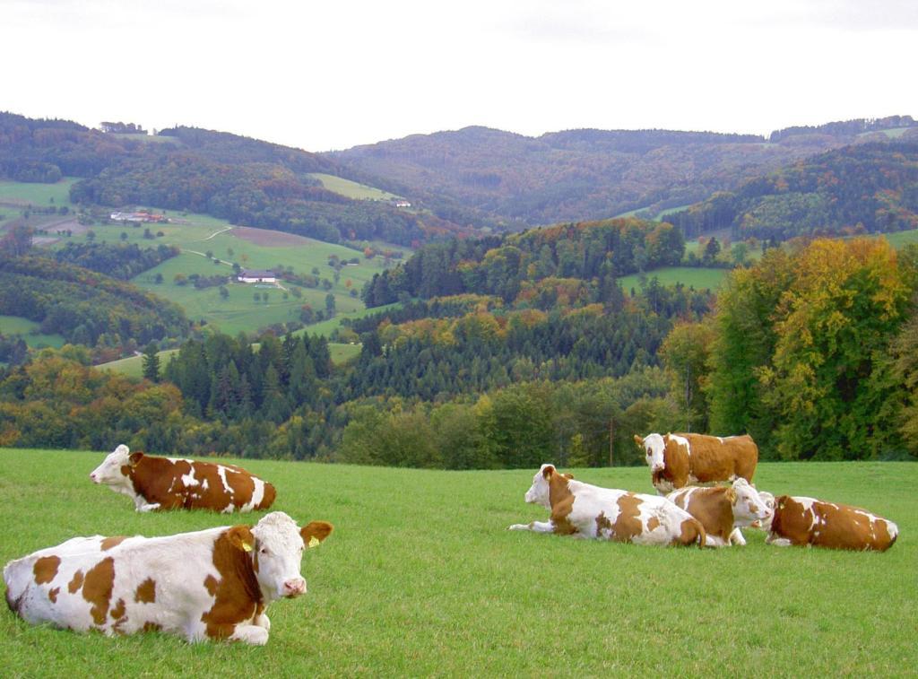 Goelsenhof - Fam. Buechinger Villa Wald  Exteriör bild